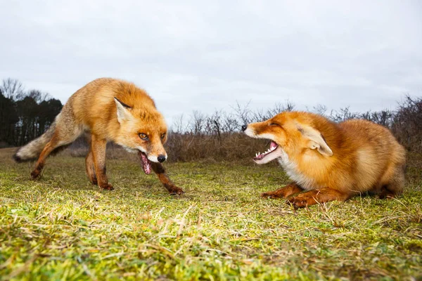 Боротьба червоною лисиці — стокове фото