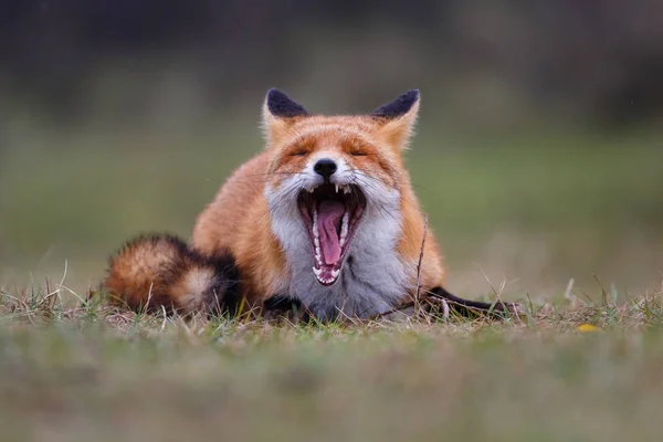 Vildröd räv — Stockfoto