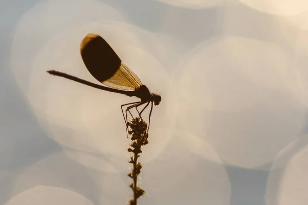 Kızböcekleri makro resmi — Stok fotoğraf