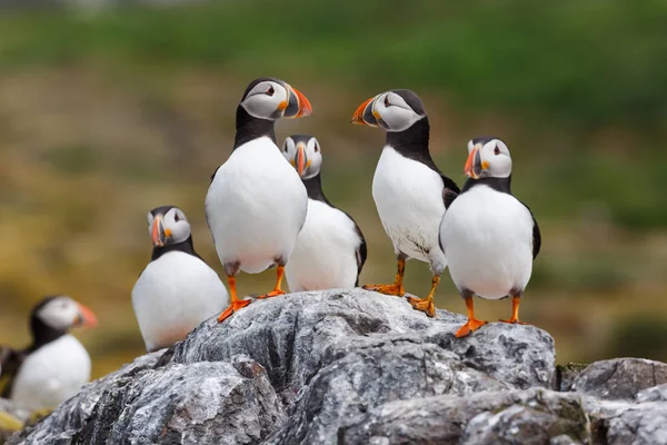 Lunnefågel fåglar — Stockfoto