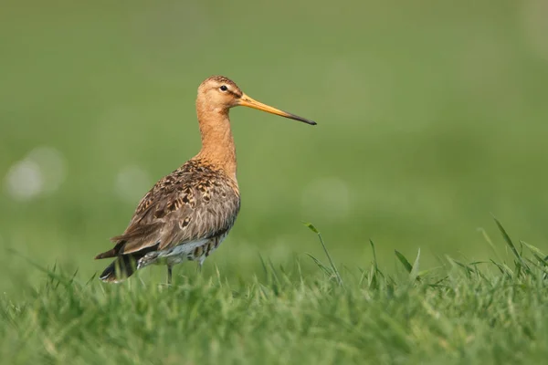 Zwarte tailed godwit — Stockfoto