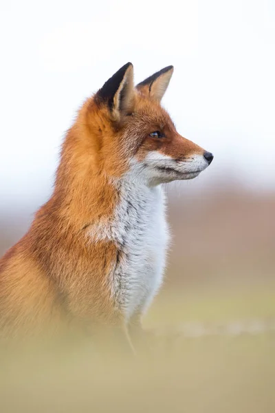 Портрет красной лисы — стоковое фото