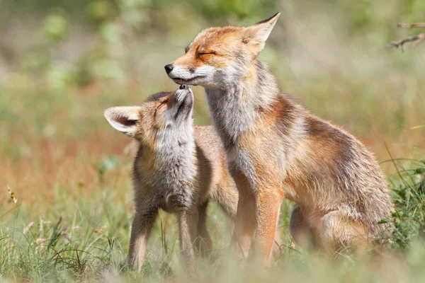 Volpe rossa con cucciolo — Foto Stock