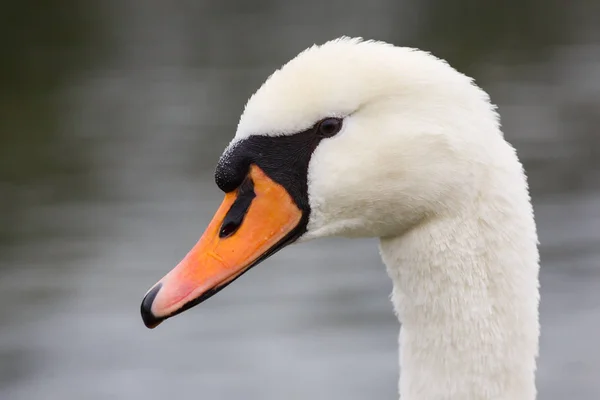 Närbild av svanhuvud — Stockfoto