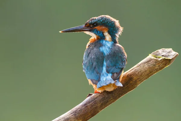 Ijsvogel zittend op een tak — Stockfoto