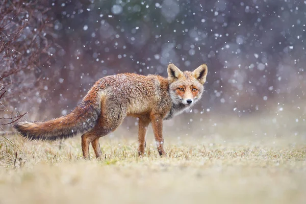 Red fox in the rain — Stock Photo, Image