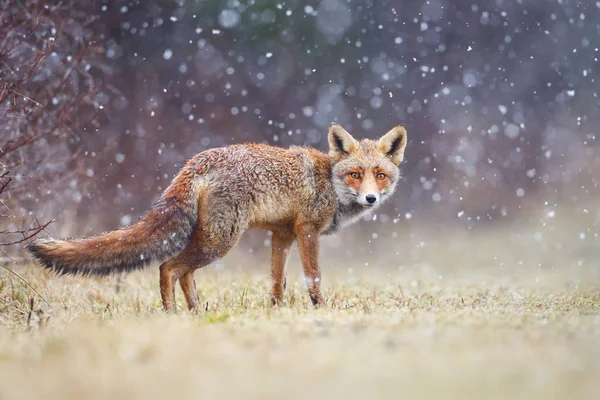 Zorro rojo bajo la lluvia —  Fotos de Stock