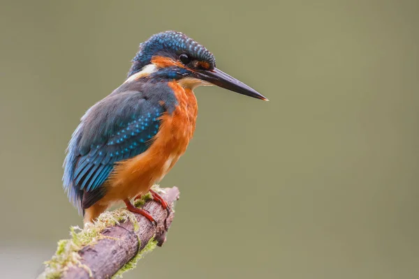 Kingfisher Bird na větvi — Stock fotografie