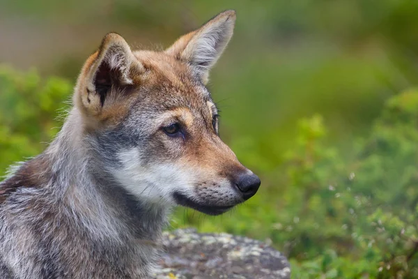 Lobo gris joven — Foto de Stock