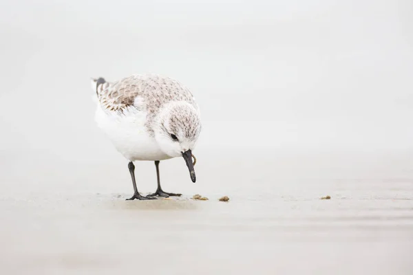 Sarki partfutó madár — Stock Fotó