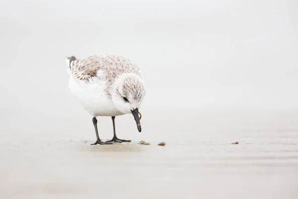 Rode knoop vogel — Stockfoto