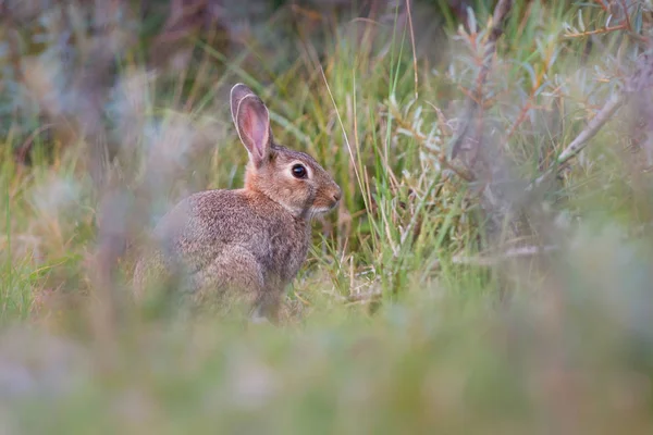 Дикий кролик у траві — стокове фото