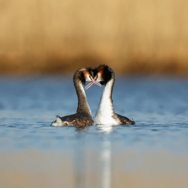 Great Crested Grebes en saison des amours — Photo