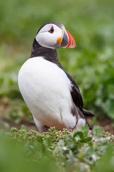 Ατλαντικού puffin πουλί — Φωτογραφία Αρχείου