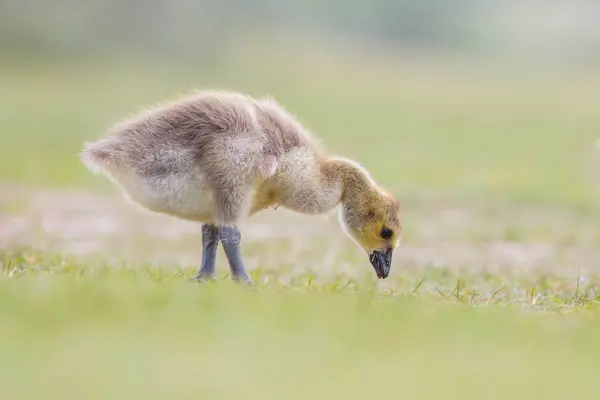 Mignon petit gosling — Photo