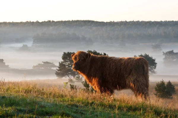 Vache des hautes terres extérieur — Photo