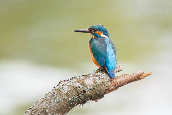 Kingfisher Bird em um ramo — Fotografia de Stock