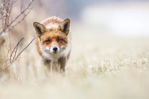 wild red fox