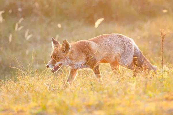 Zorro rojo en la naturaleza — Foto de Stock