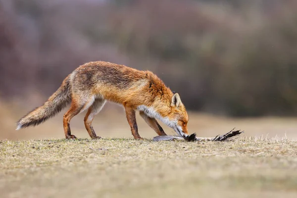 Red fox med byte — Stockfoto