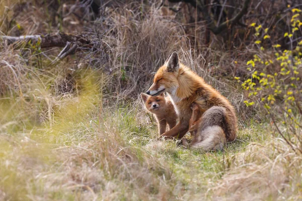 红狐狸和小熊 — 图库照片