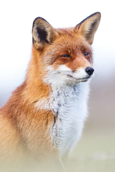 Πορτρέτο του μια κόκκινη αλεπού — Φωτογραφία Αρχείου