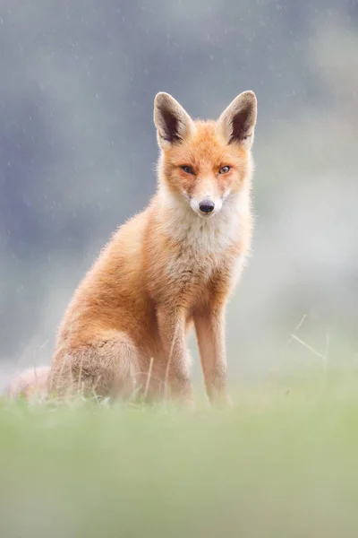 2 야생 붉은 여우 새끼 — 스톡 사진