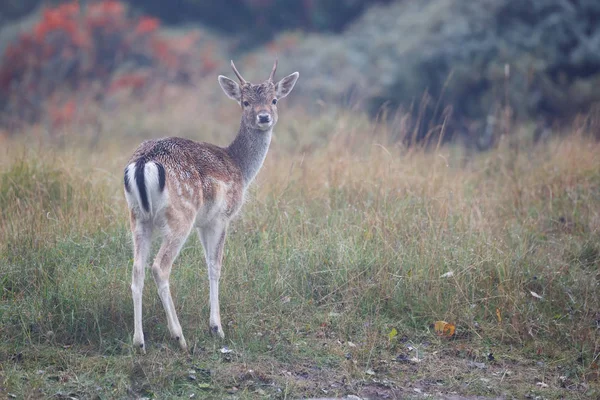 Damwild in der Natur — Stockfoto