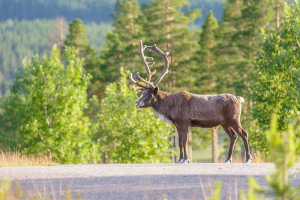 Wild reindeer on a road — Stock Photo, Image
