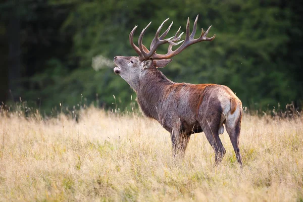 Üvöltő red deer szarvas — Stock Fotó