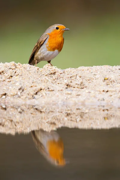 Robin oiseau gros plan — Photo