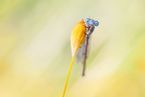 Macro picture of damselfly — Stock Photo, Image