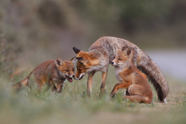 red fox with cubs