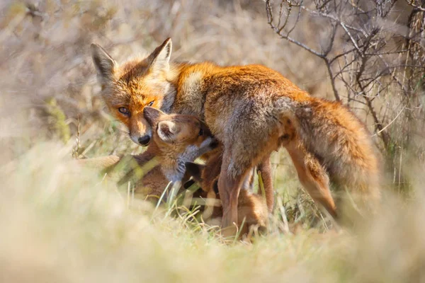 Červená liška s mládětem — Stock fotografie