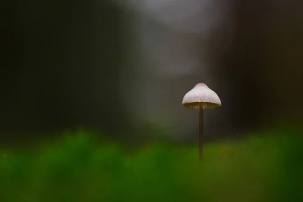 Close up de cogumelo na floresta — Fotografia de Stock