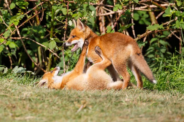 Due cuccioli di volpe rossa selvatica — Foto Stock