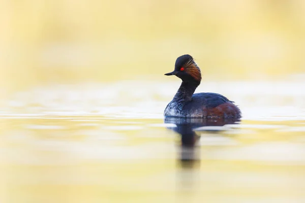 Nadar Grebe com chifres — Fotografia de Stock