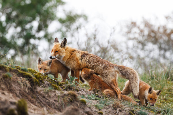 red fox with cubs