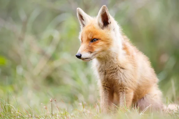 Wilde rode vos welp — Stockfoto