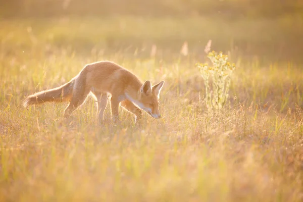 Renard roux dans la dernière lumière — Photo