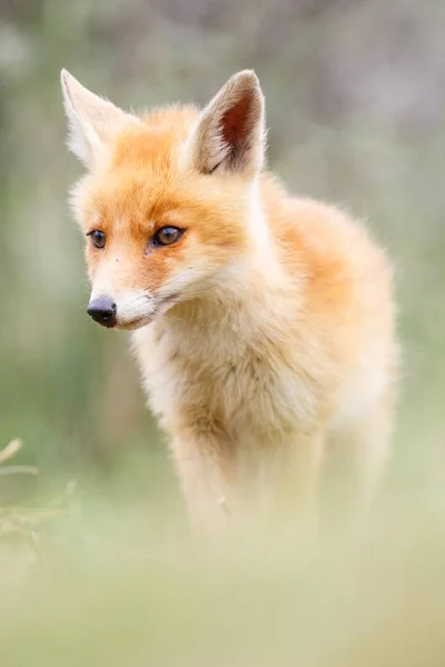 Salvaje zorro rojo cachorro — Foto de Stock