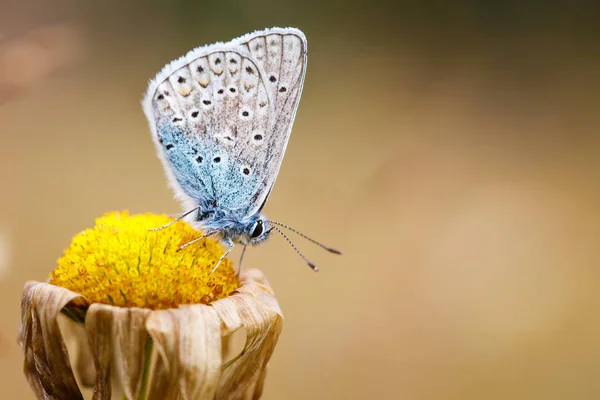 Borboleta azul comum — Fotografia de Stock