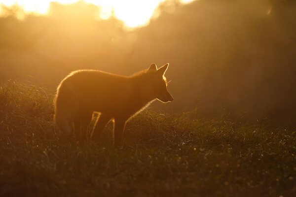 Red fox silhouette at sunset