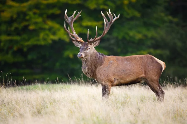 Red deer stag — Stock Photo, Image