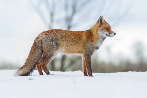 Raposa vermelha na neve — Fotografia de Stock