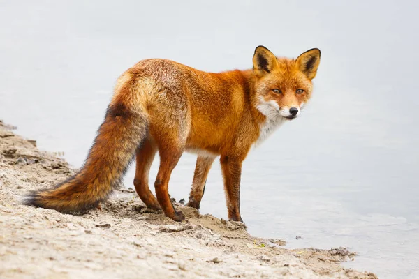 Fox de pie cerca del arroyo — Foto de Stock