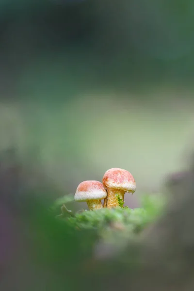 Perto de cogumelos na floresta — Fotografia de Stock