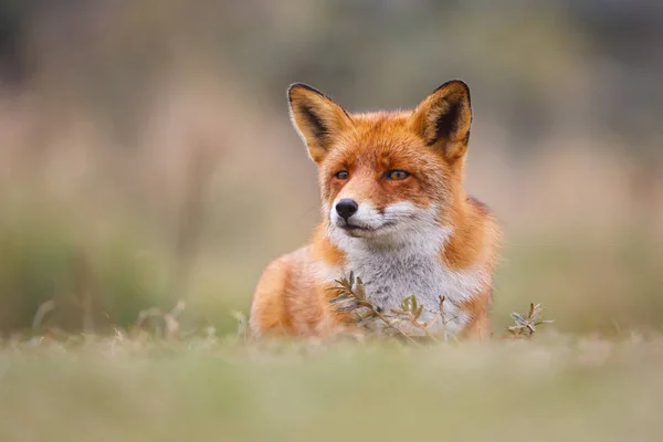 Salvaje zorro rojo cachorro — Foto de Stock