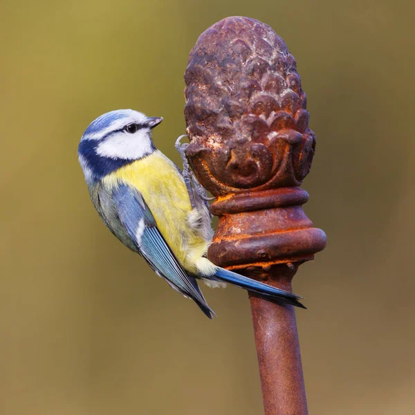 Poitrine bleue oiseau — Photo