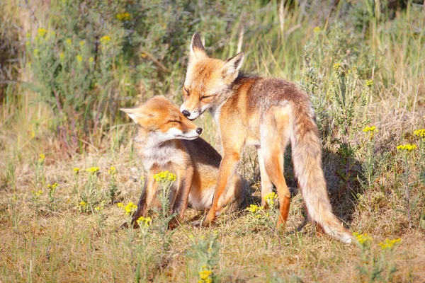 Dwie czerwone młode lisy — Zdjęcie stockowe
